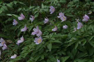 Anemone nemorosa 'Robinsoniana'  bestellen